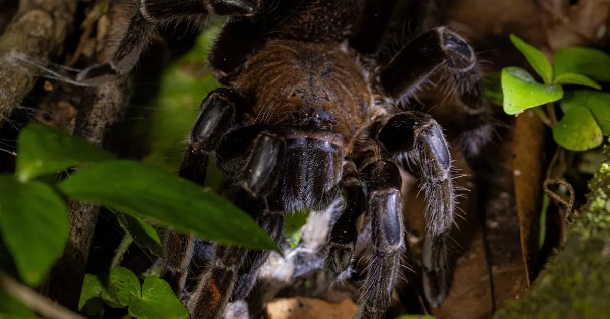 22912 tarantula webbing