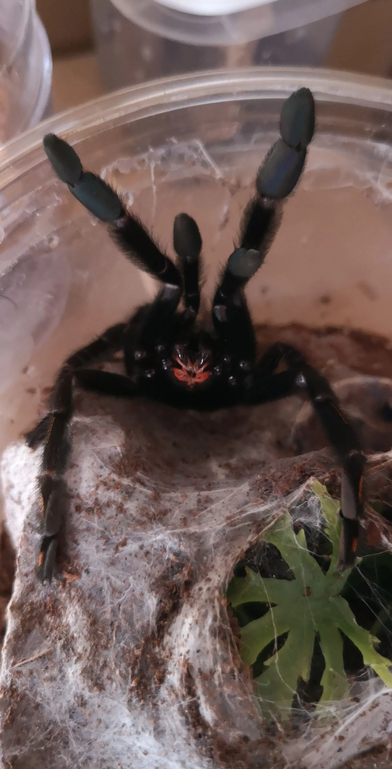 /img/22913-irminia-tarantula-close-up.webp