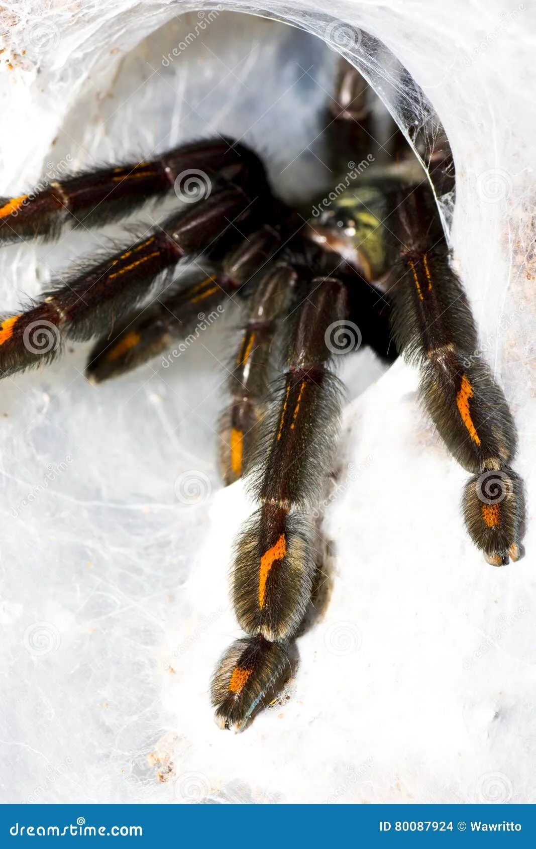 22913 irminia tarantula feeding
