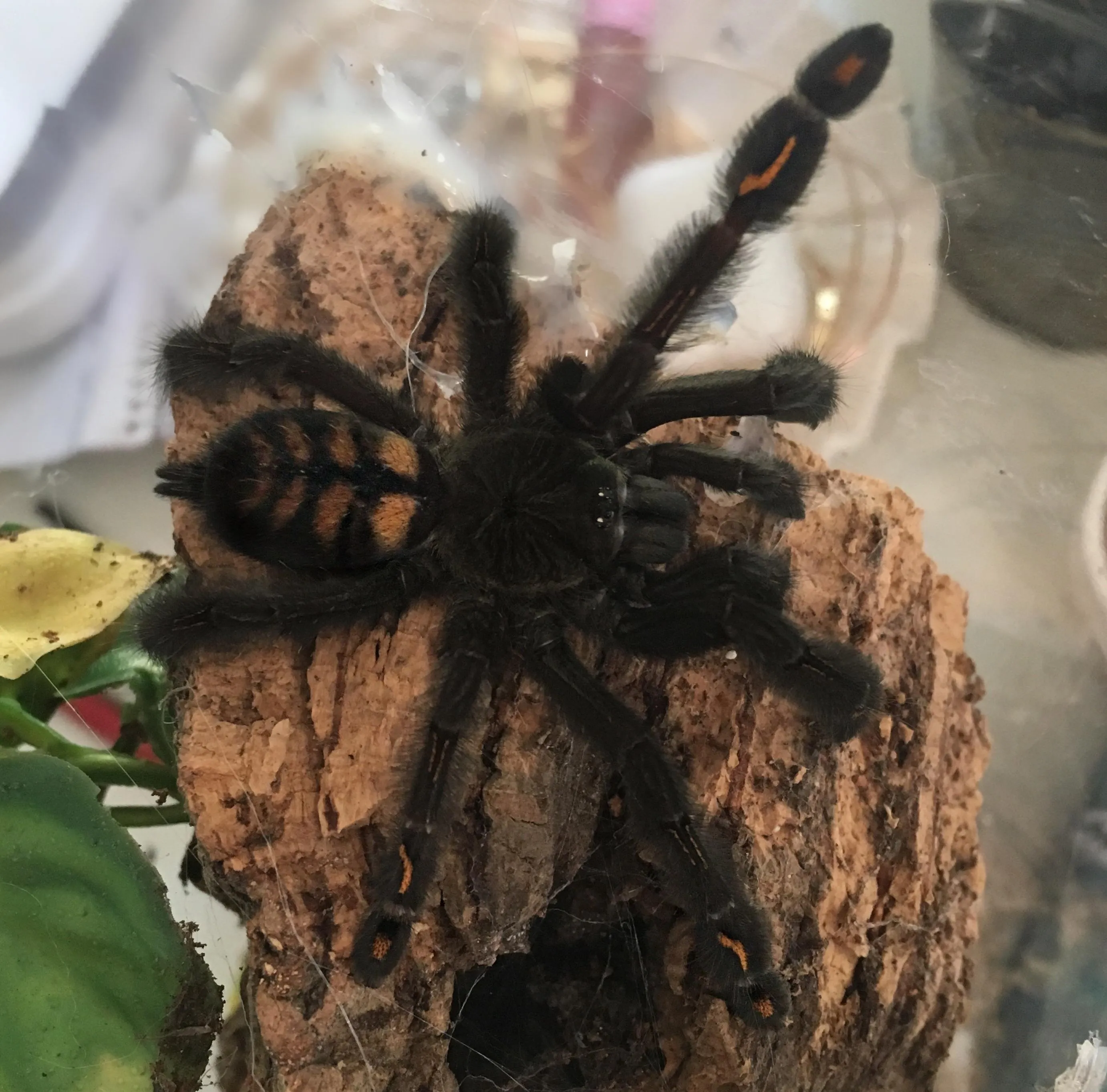 22913 irminia tarantula handling