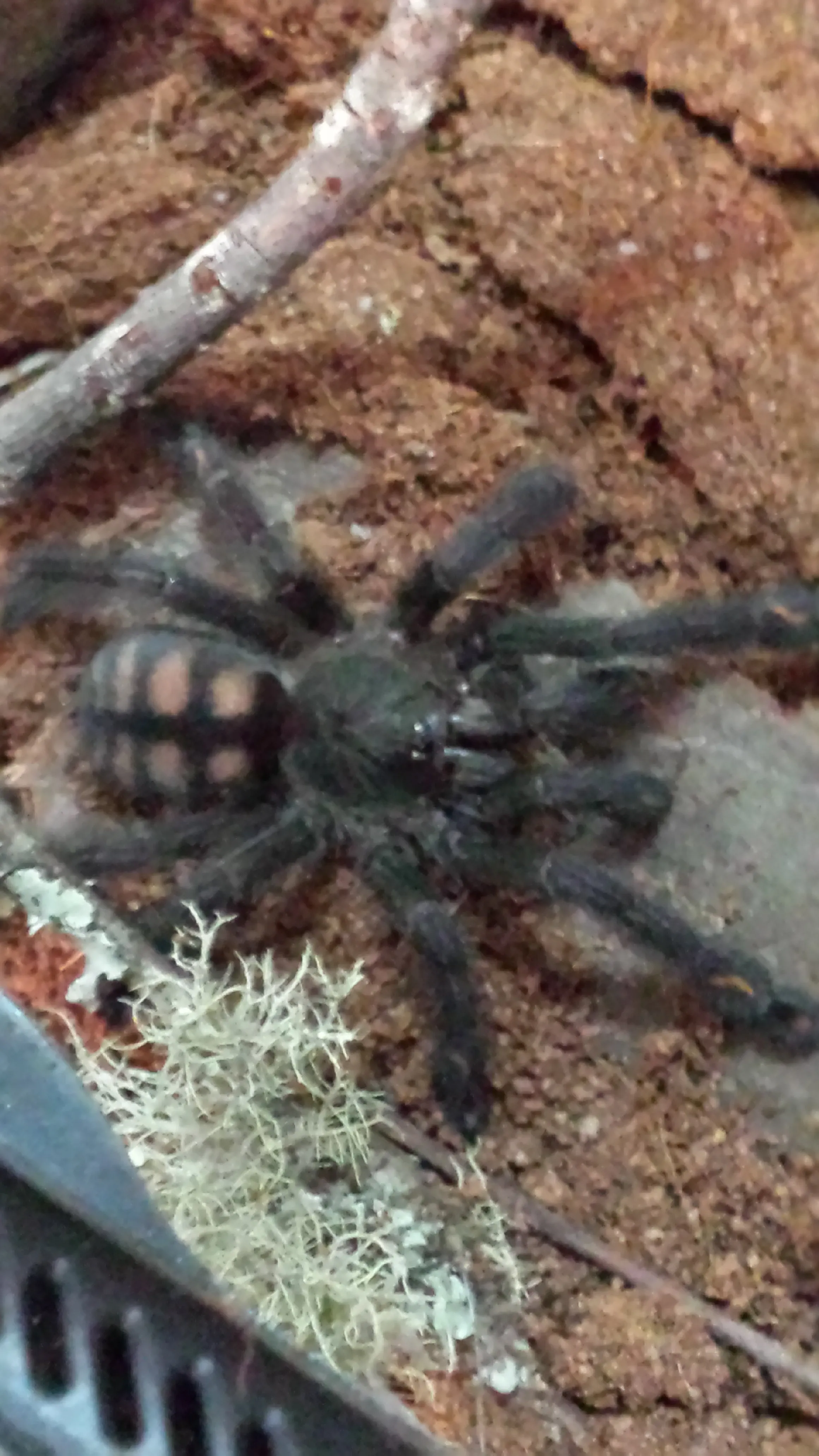 22913 irminia tarantula in nature