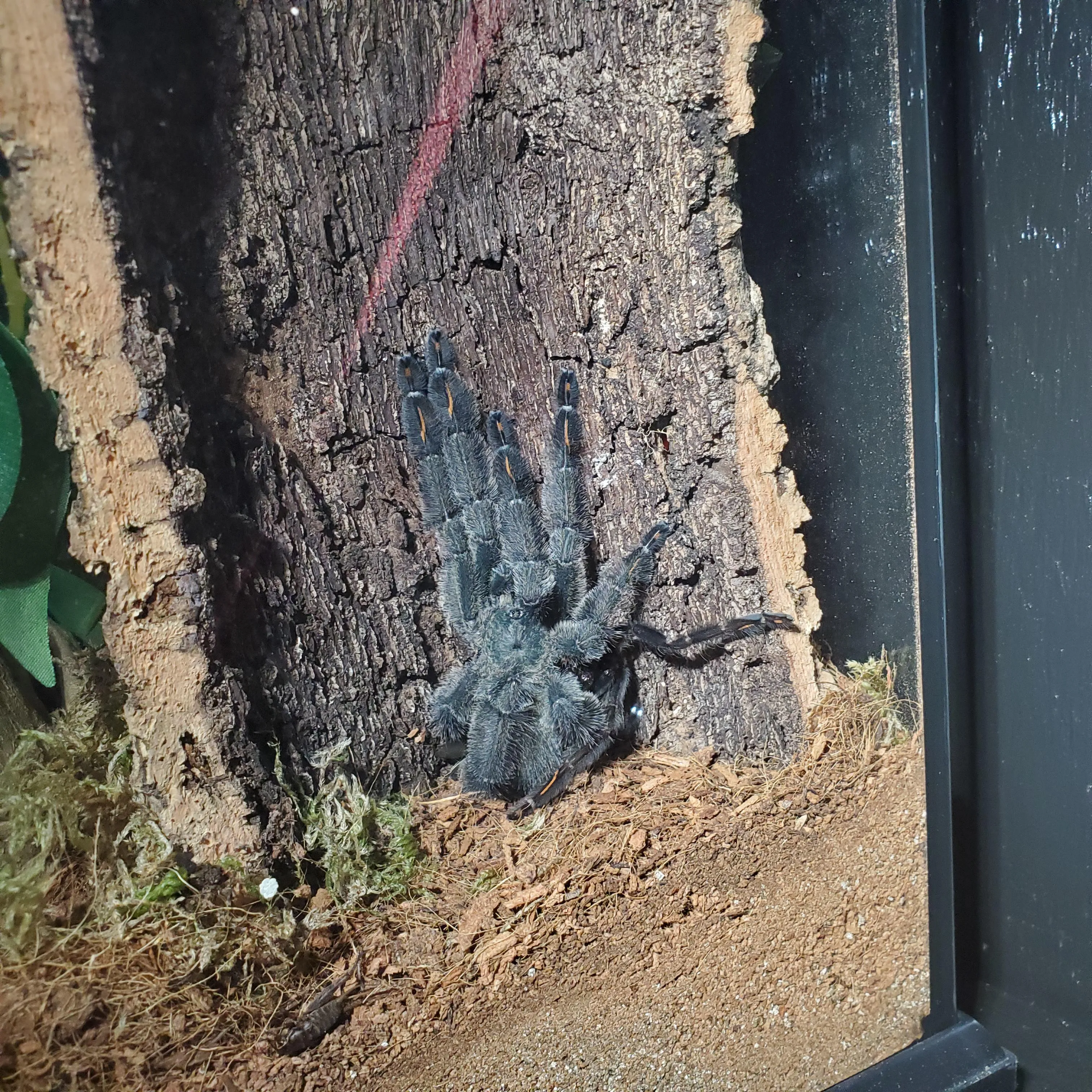 22913 irminia tarantula molting