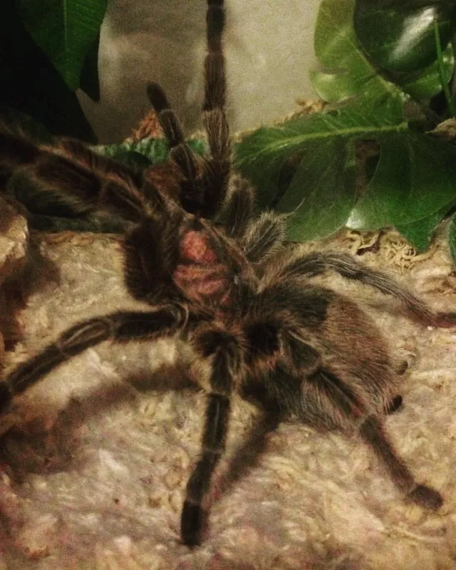 22913 irminia tarantula substrate