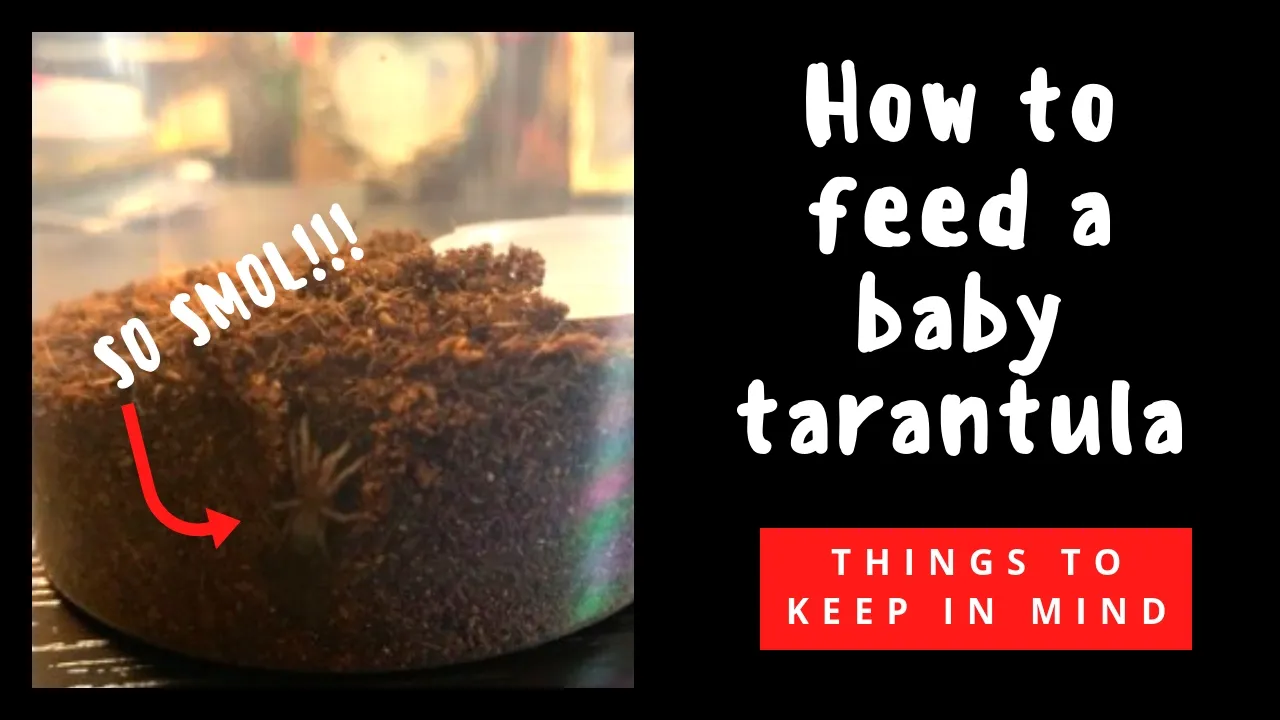 22914 baby tarantula feeding