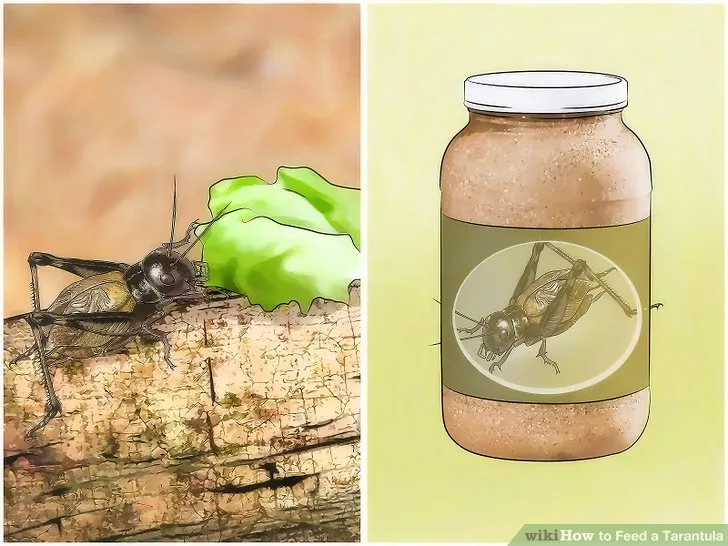 22914 small crickets