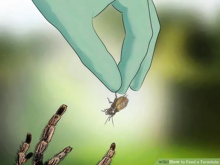 22914 water dish tarantula