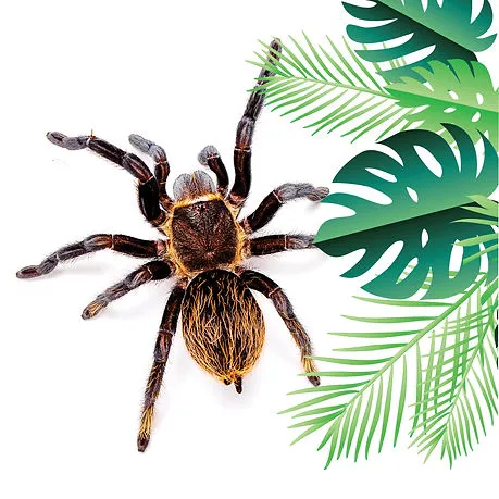 22920 chilean rose tarantula image1