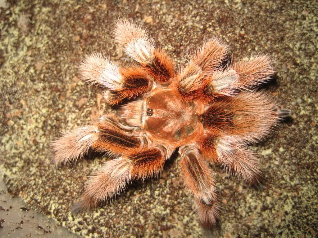 22920 chilean rose tarantula image2