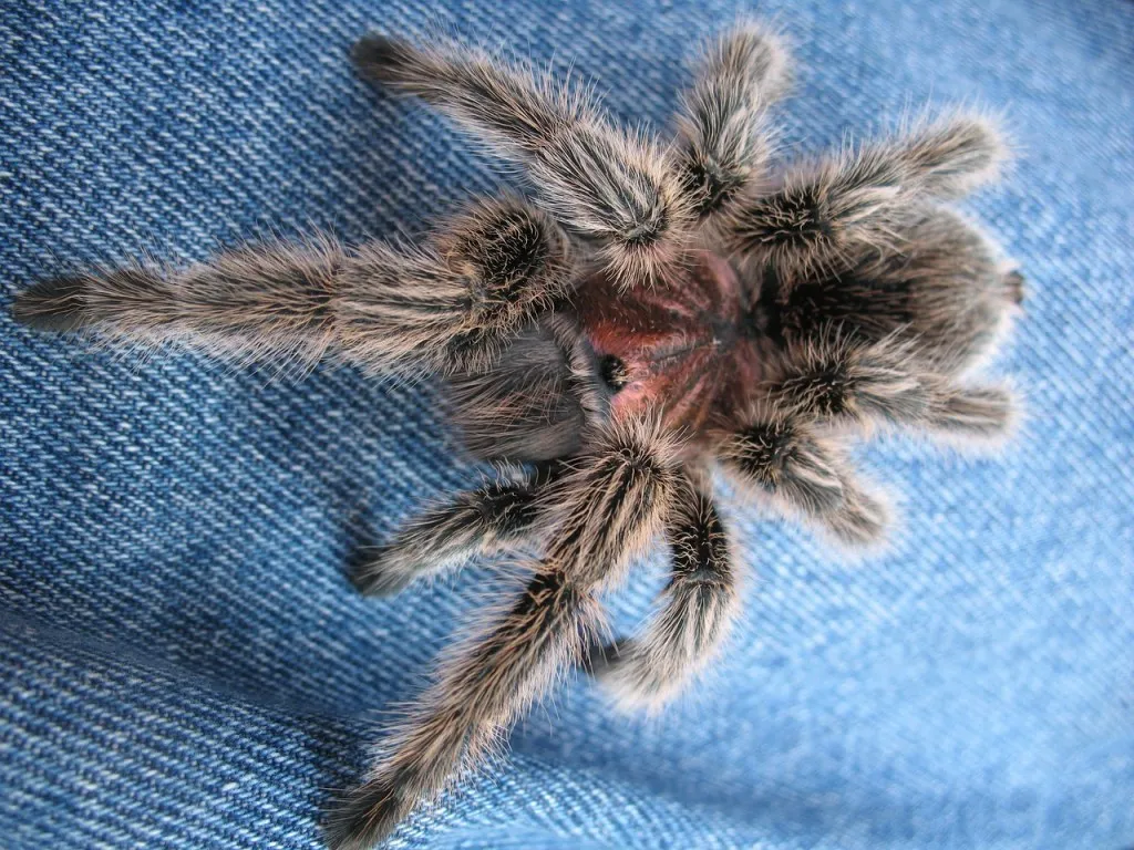 22920 chilean rose tarantula image5