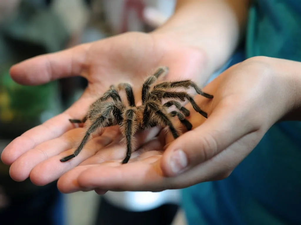 /img/22924-tarantula-bite-doctor.webp
