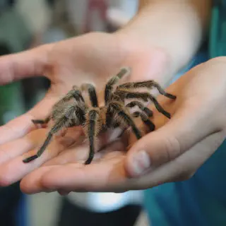 /img/22924-tarantula-bite-doctor.webp