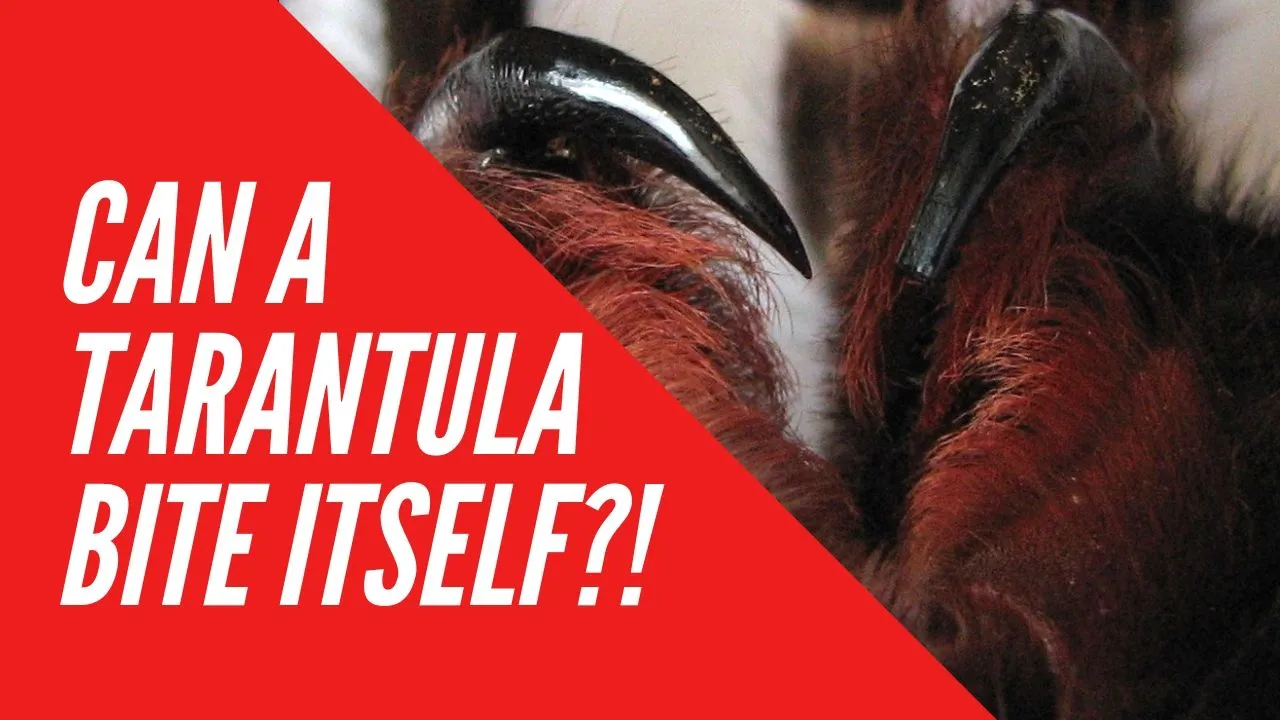 22924 tarantula hand bite closeup