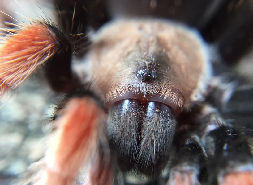 22924 tarantula handling safely