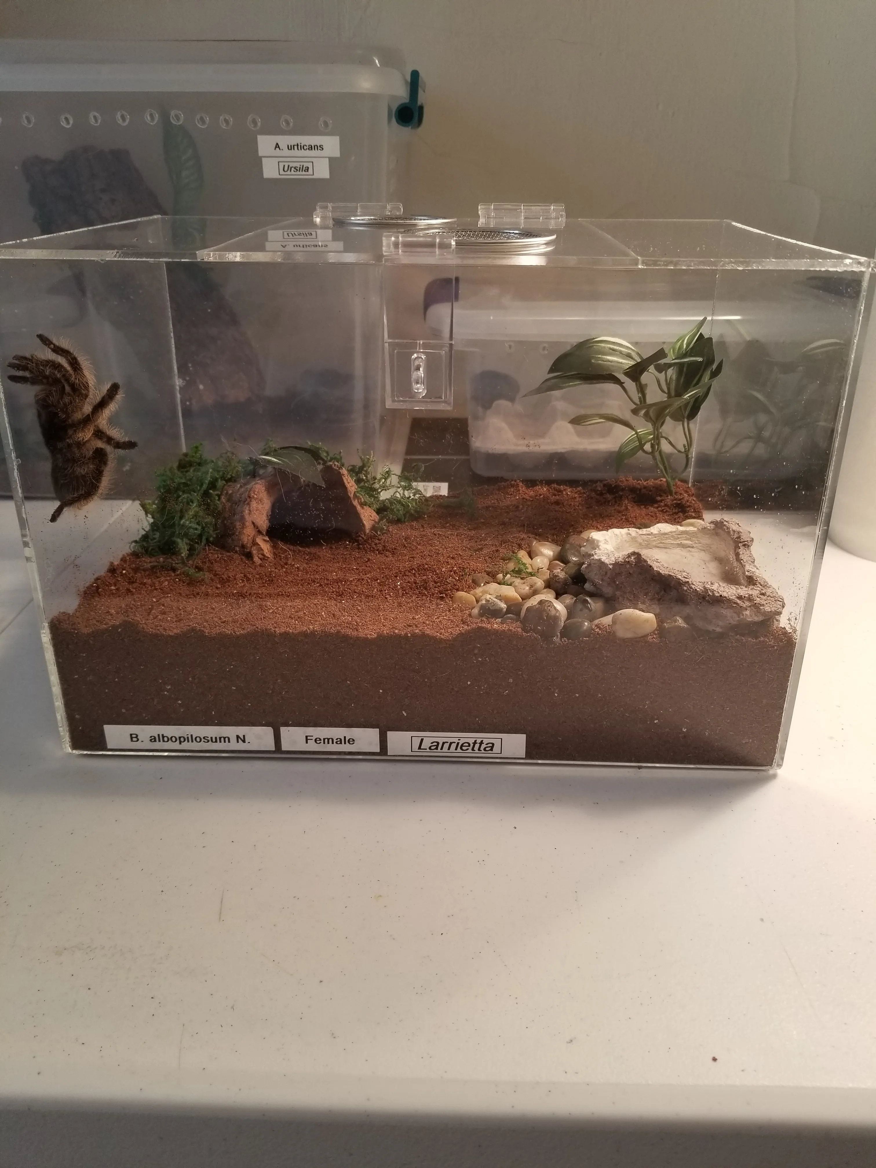 22928 terrestrial tarantula enclosure