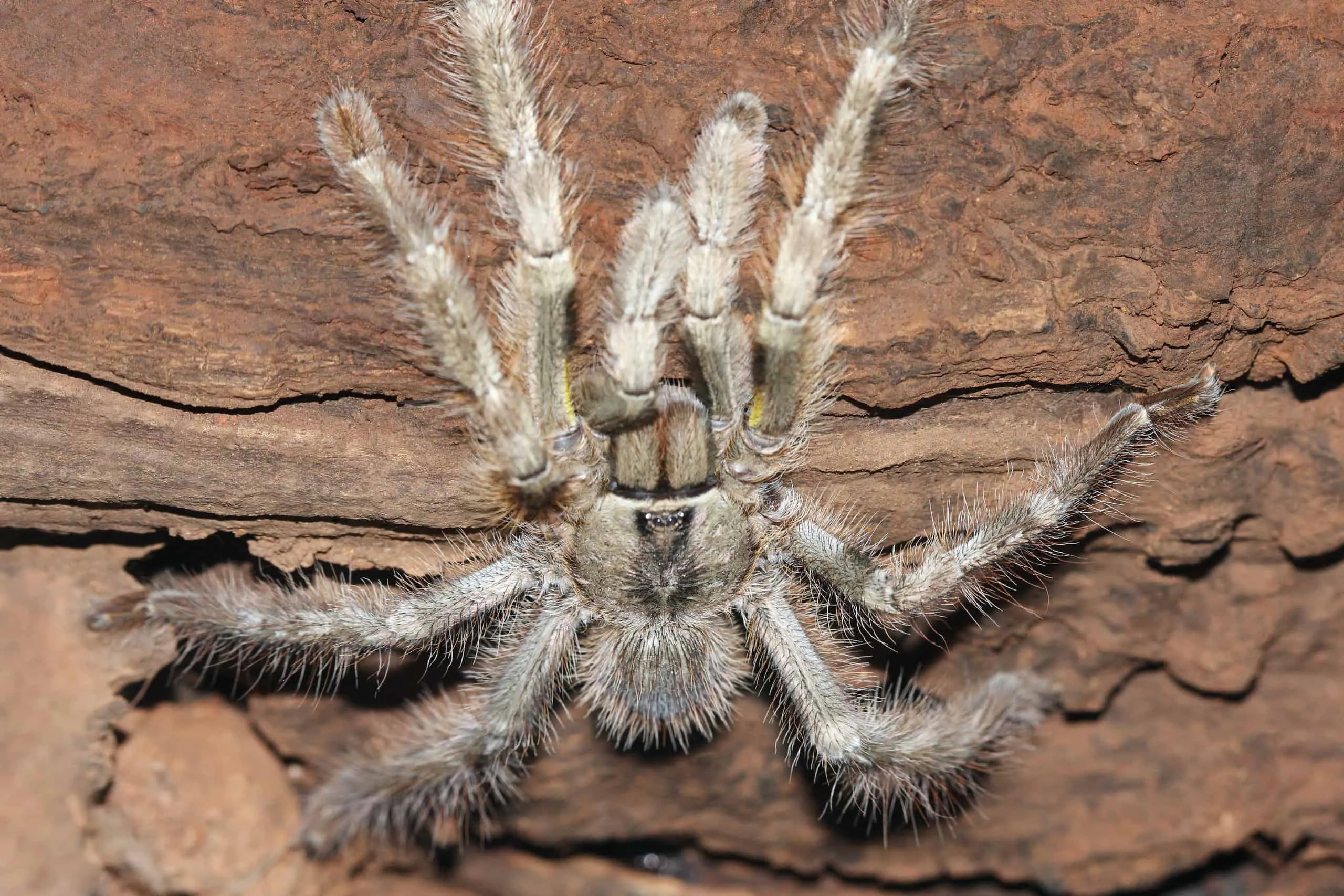22929 molting tarantula