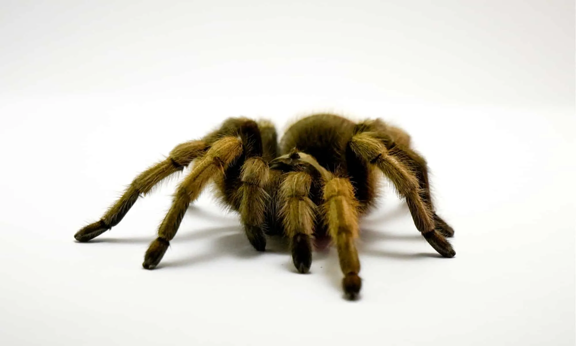 /img/22929-tarantula-health-checks.webp