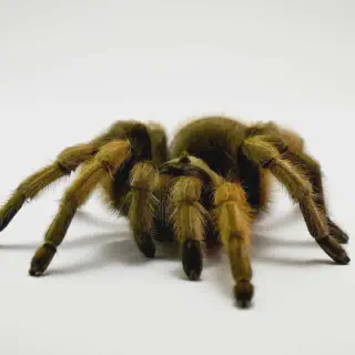 /img/22929-tarantula-health-checks.webp