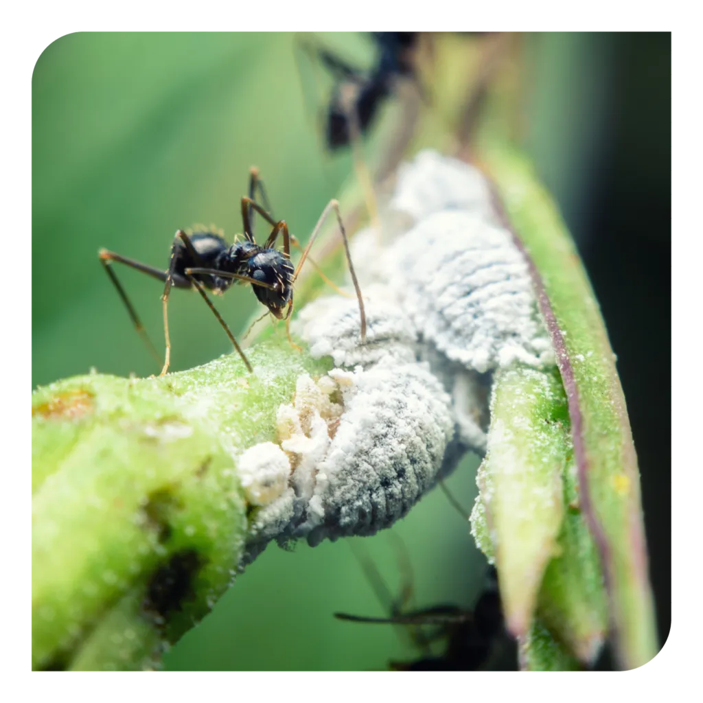 22930 ant bait image6