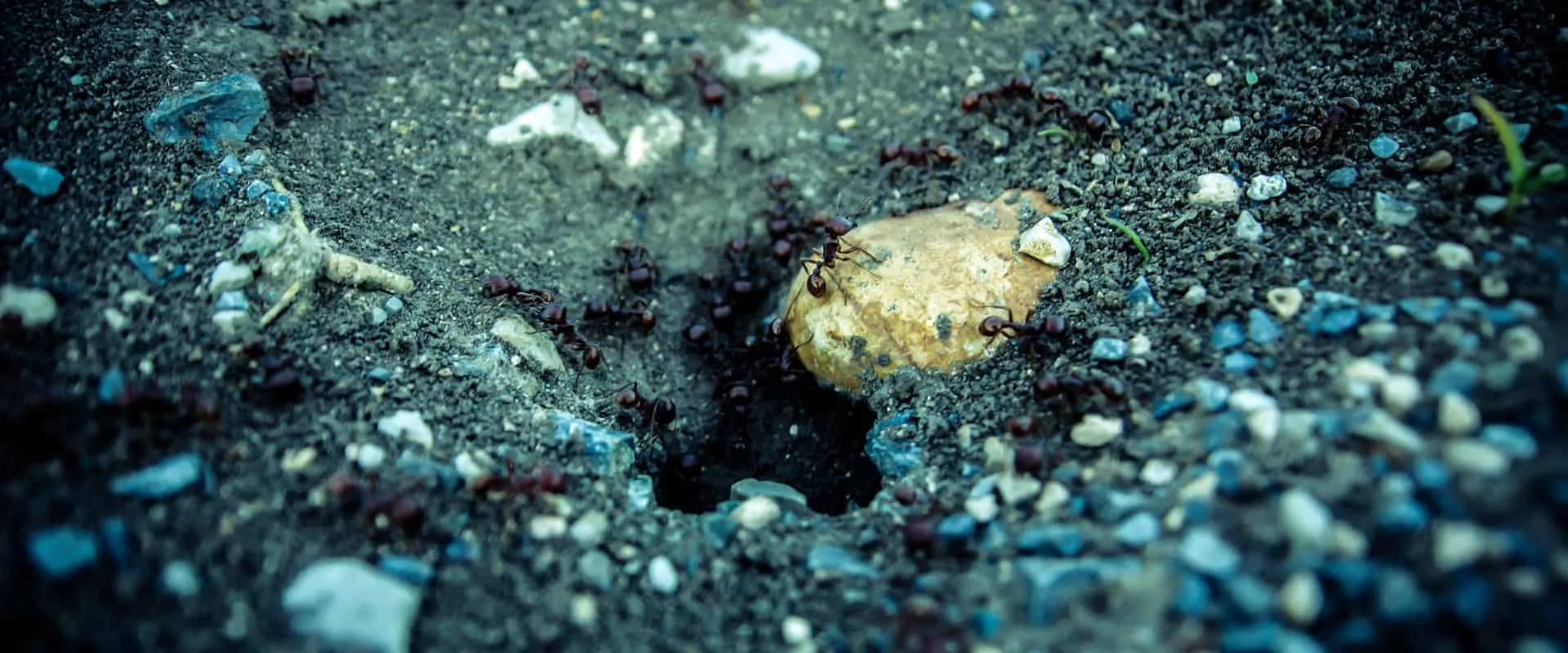 22930 ant colony image2