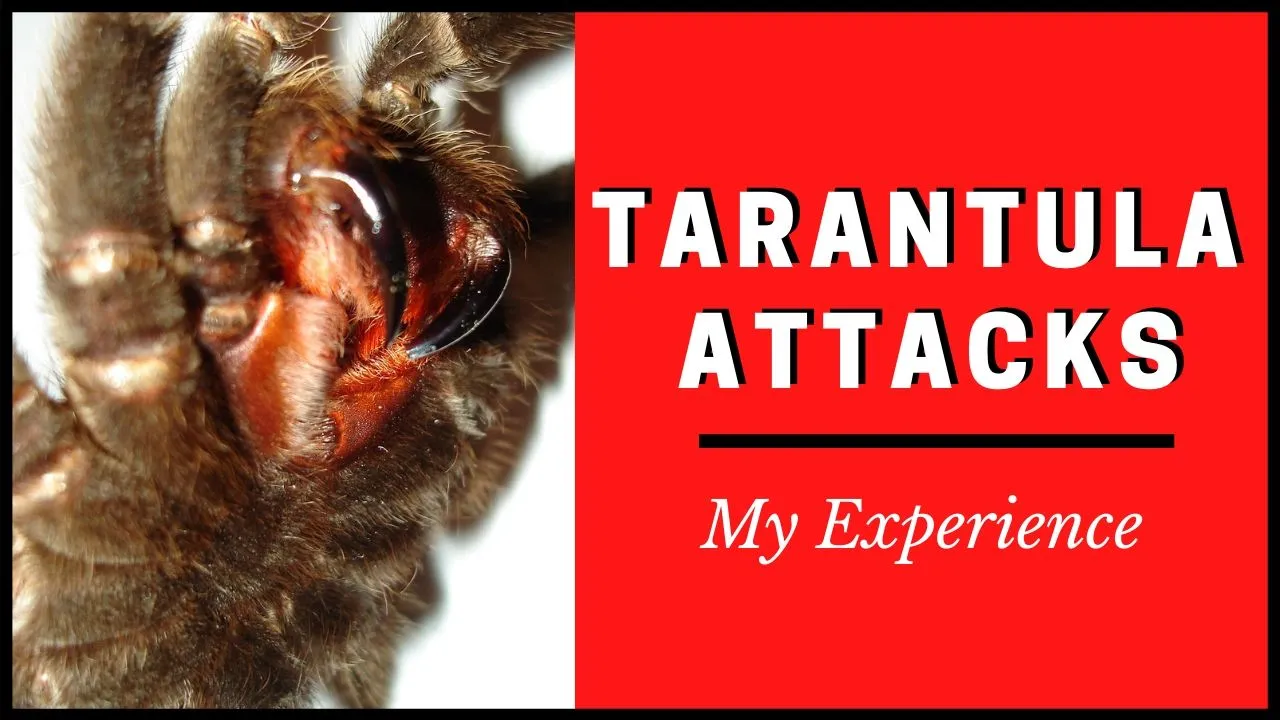 22930 ant vs tarantula image1