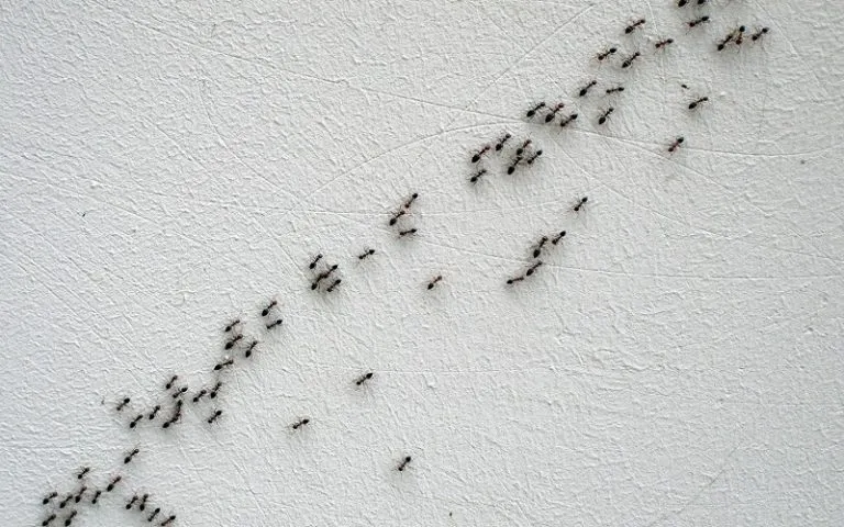 22930 tarantula habitat image3