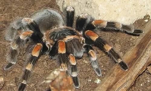 22931 new world tarantula species