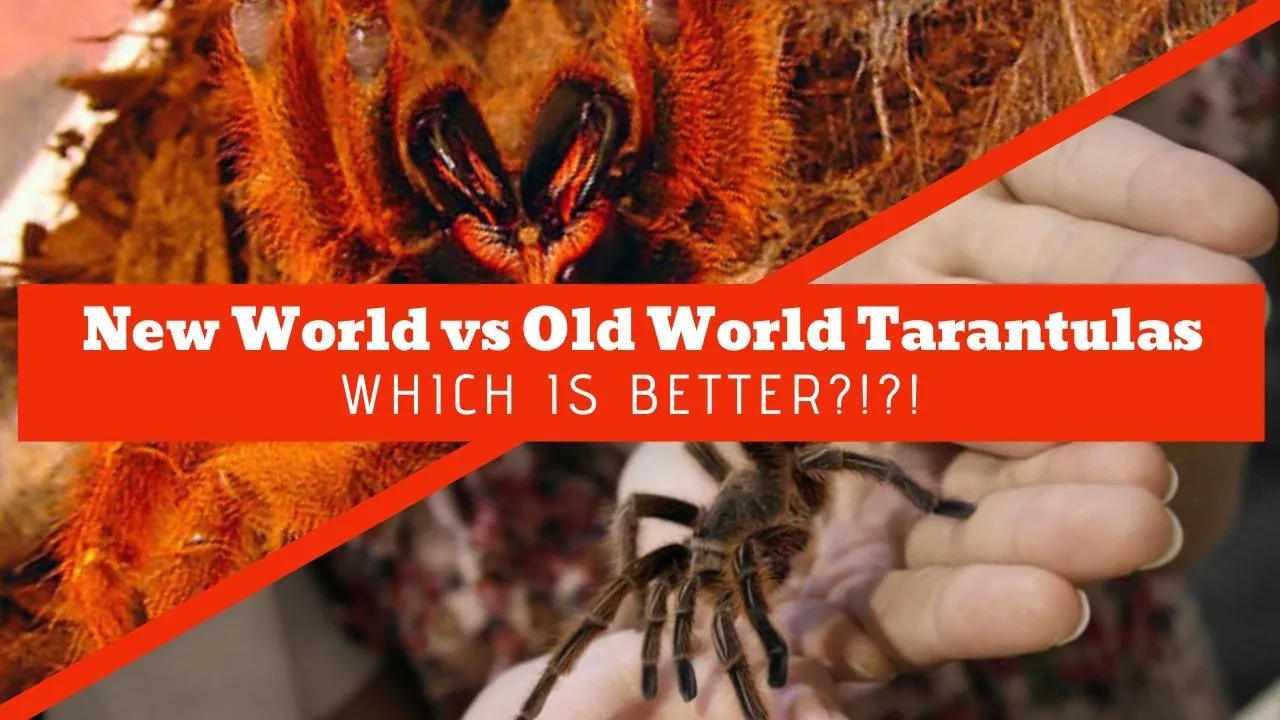 22931 tarantula burrowing