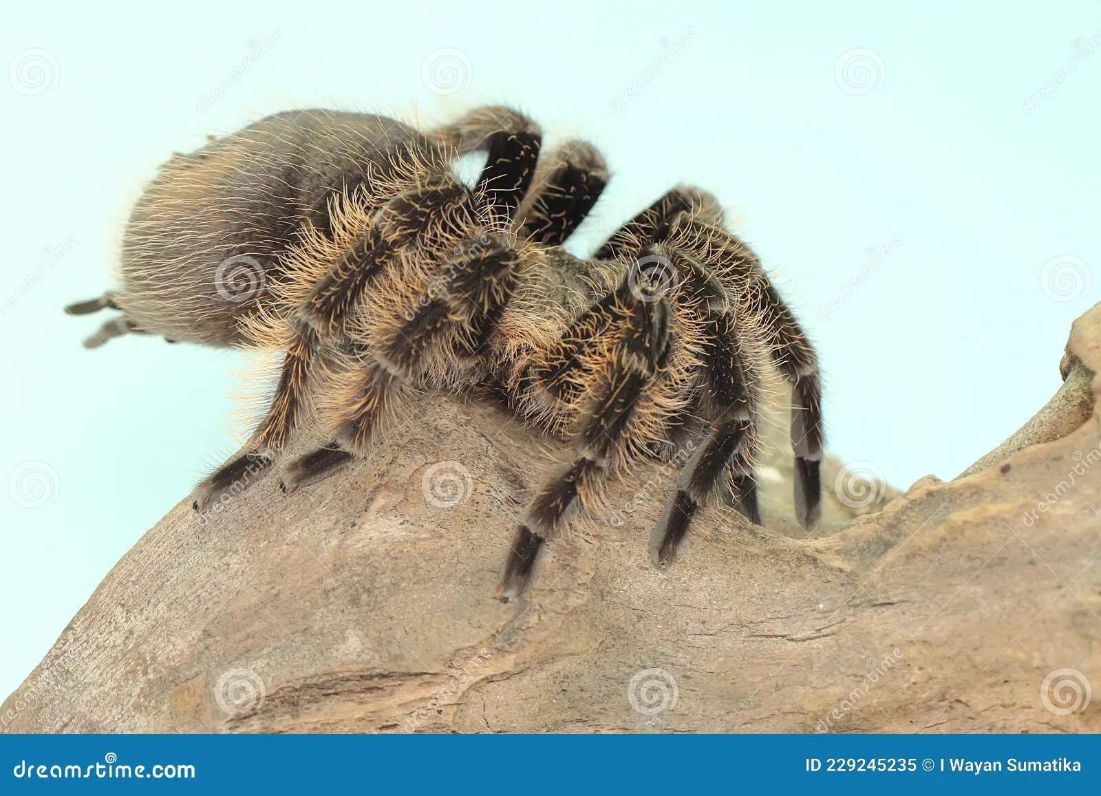 /img/22931-tarantula-defensive.webp