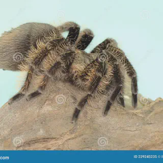 /img/22931-tarantula-defensive.webp