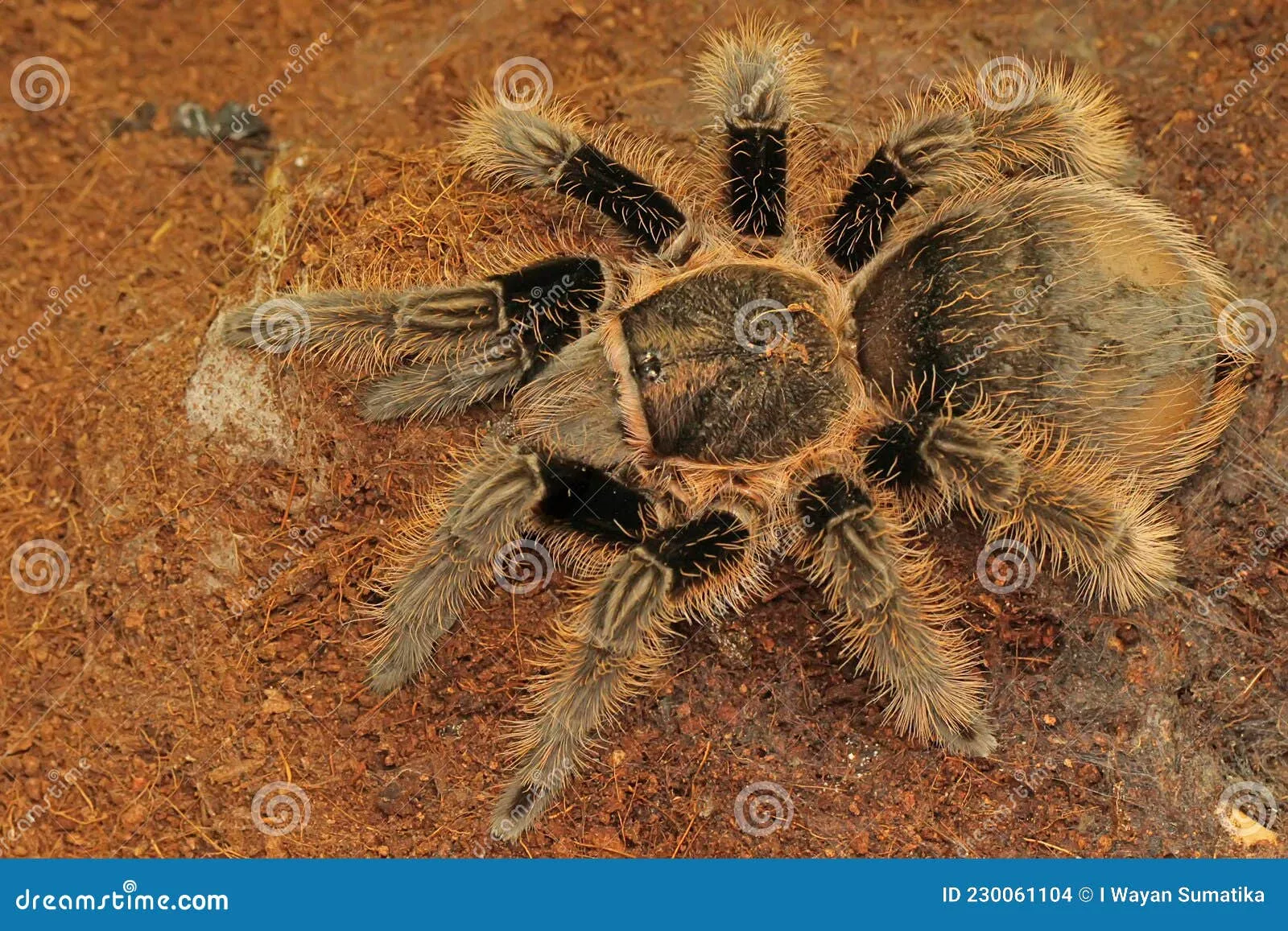 22931 tarantula enclosure