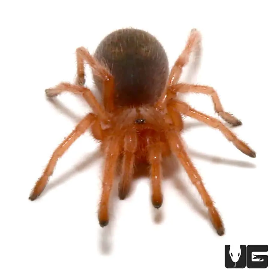 22932 chilean rose tarantula eye color