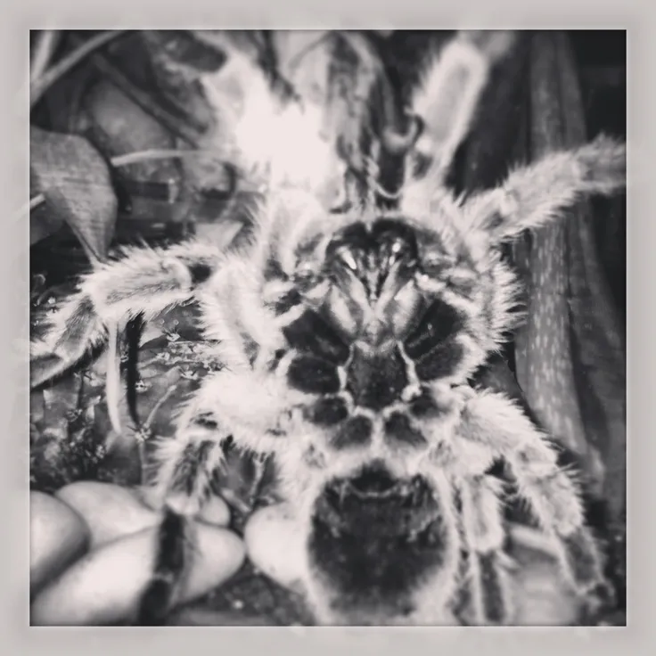 22932 chilean rose tarantula hunting