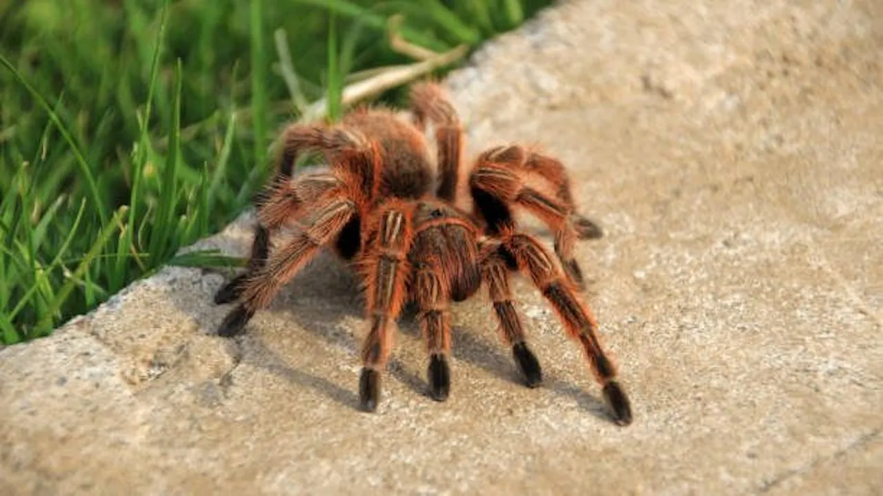 /img/22932-chilean-rose-tarantula-variations.webp