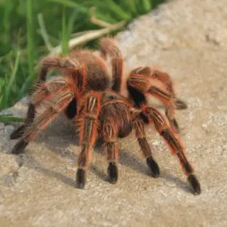 /img/22932-chilean-rose-tarantula-variations.webp