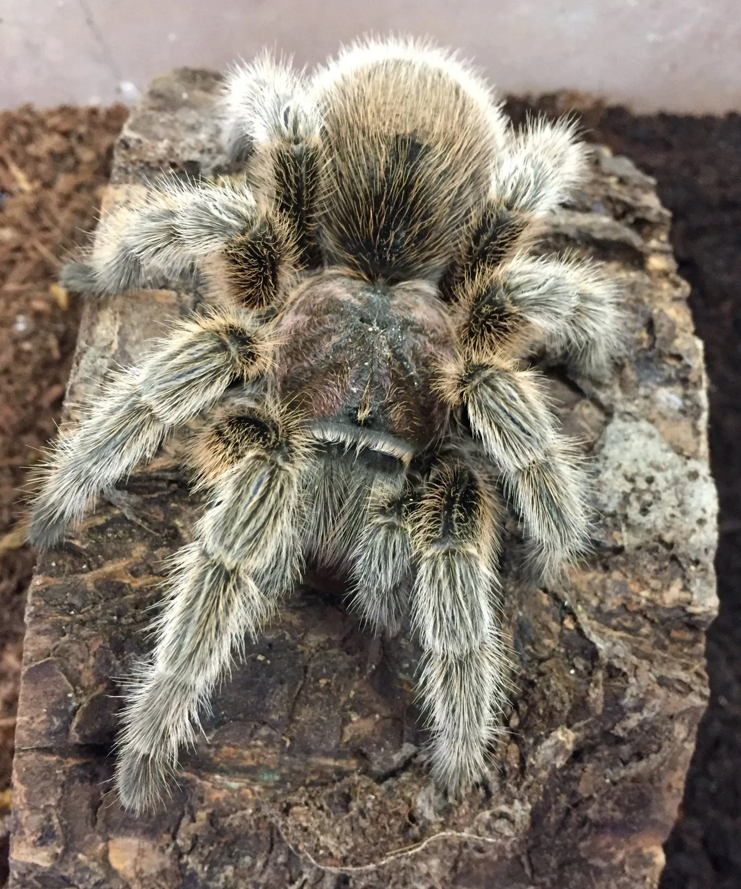 22933 feeding rose tarantula