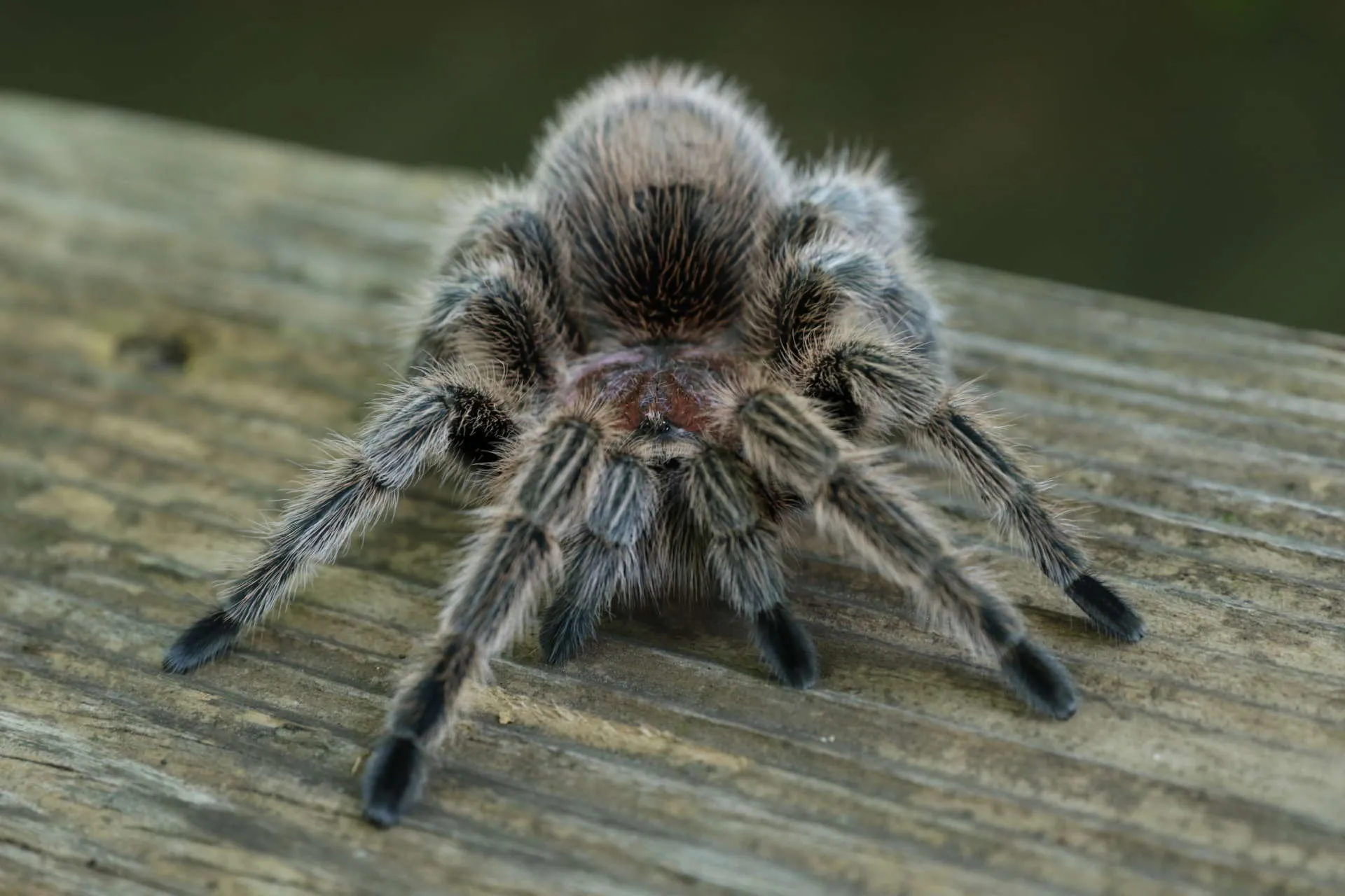 /img/22933-healthy-rose-tarantula.webp