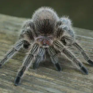 /img/22933-healthy-rose-tarantula.webp