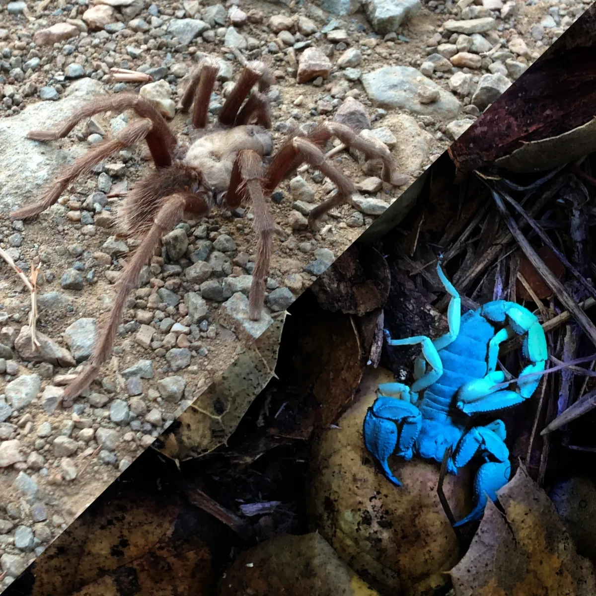 22937 catching tarantula