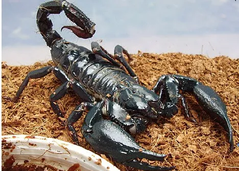 22937 clearing island