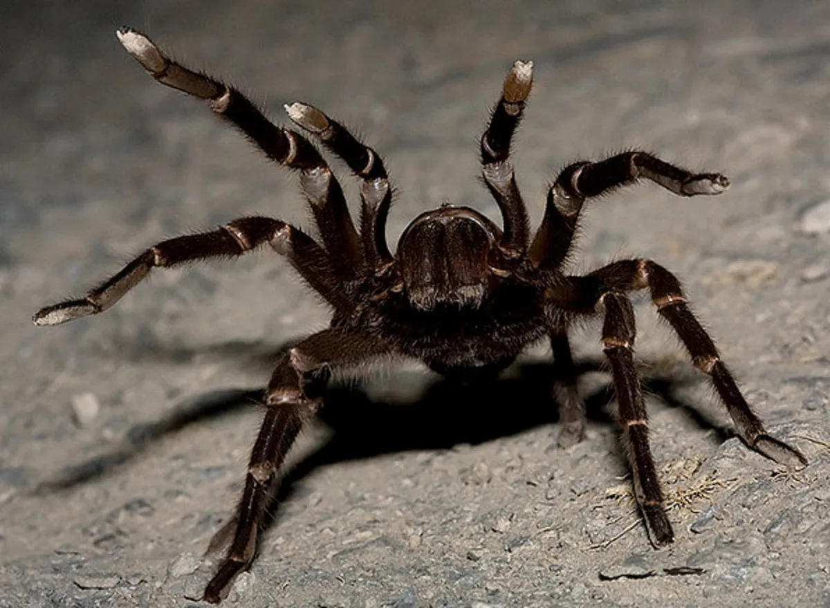 22941 tarantula hawk first aid