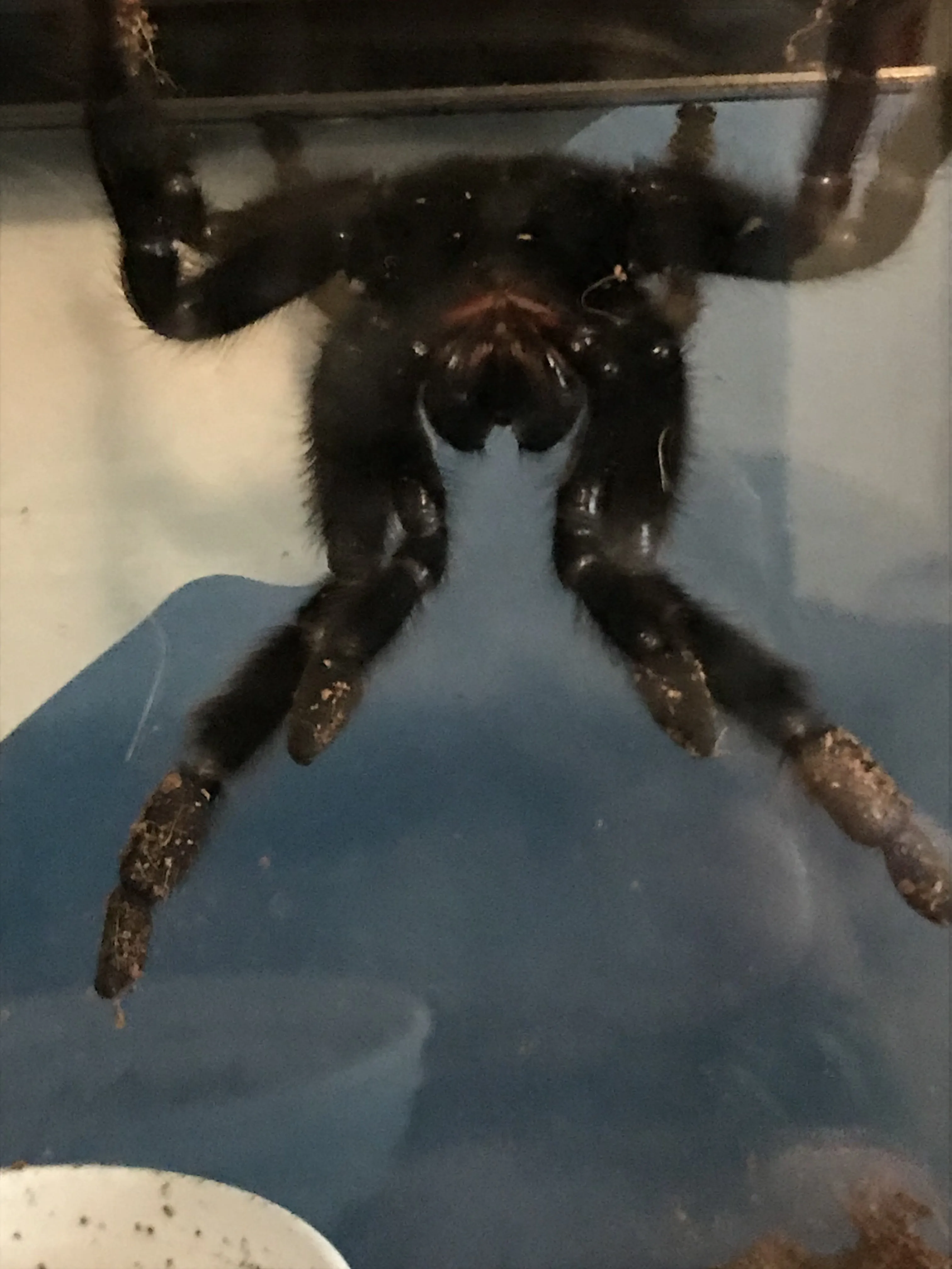 22941 tarantula hawk illustration