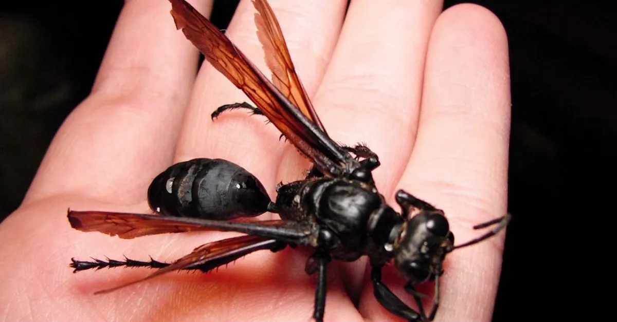 22941 tarantula hawk sting