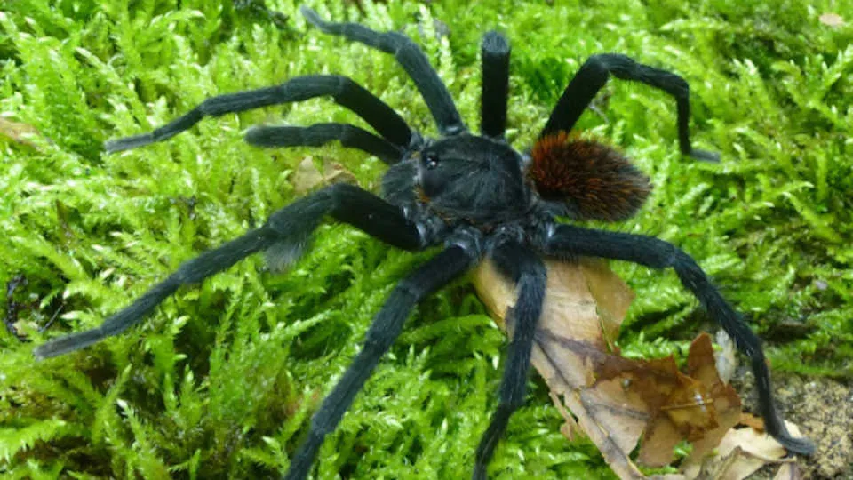 22942 songwriting lyrics