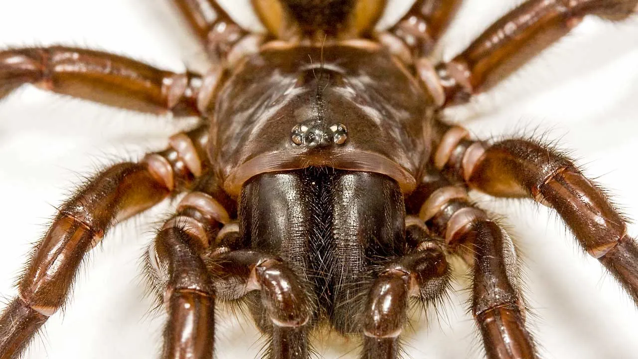 22942 tarantula defense