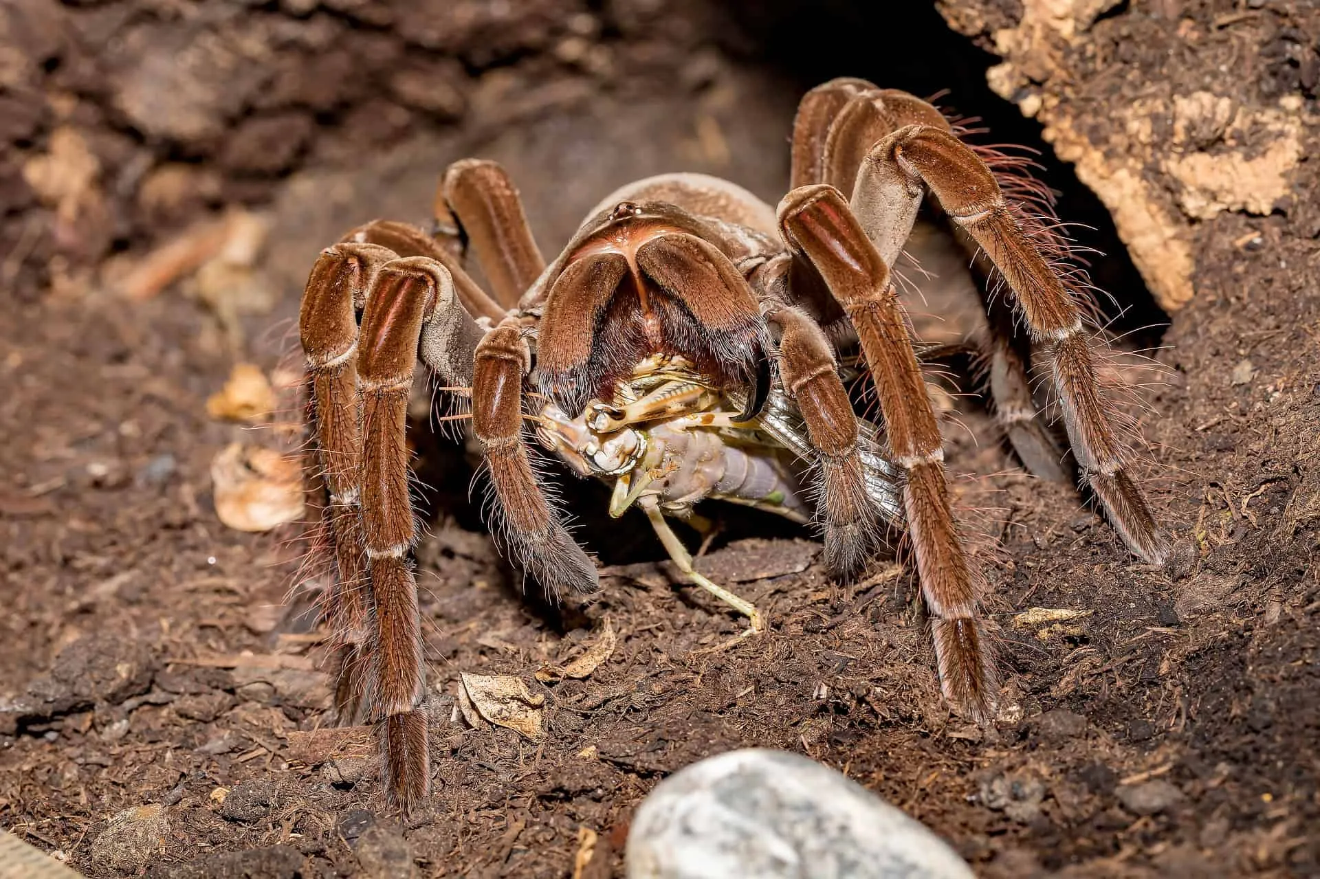 /img/22945-tarantula-garganica-breeding.webp