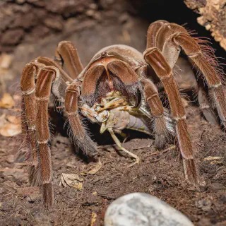 /img/22945-tarantula-garganica-breeding.webp