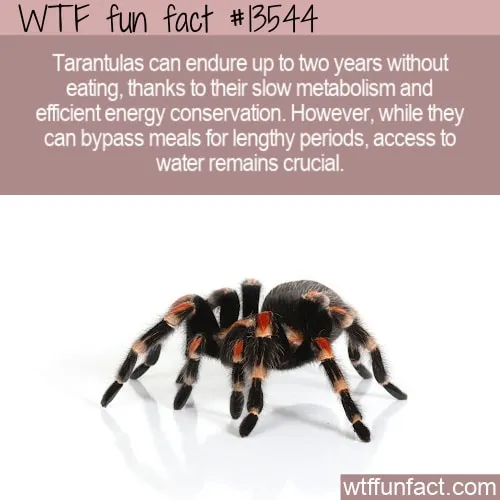 22946 pink toe tarantula size