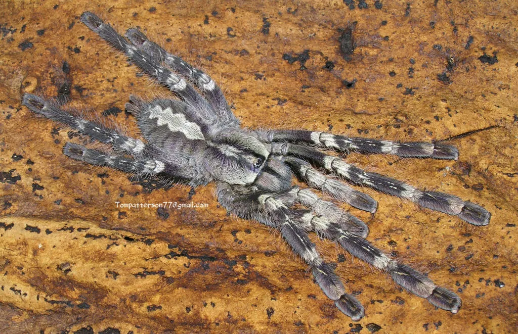 22949 old world tarantula behavior