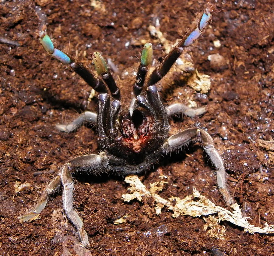 22952 tarantula bite symptoms