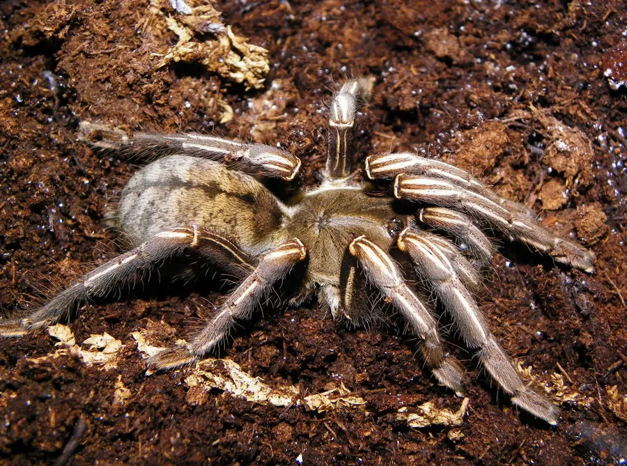 22952 tarantula first aid